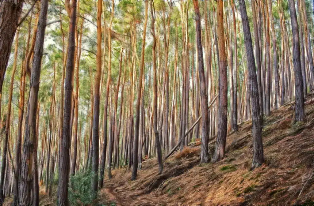 Wald am Engelsblick Udo Eiche Kopie ergebnis