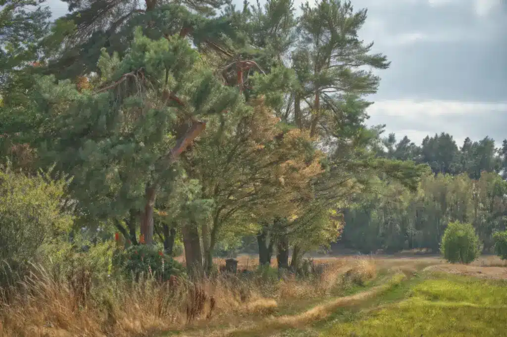 Weg am Friedhof in Leversbach Udo Eiche Kopie ergebnis