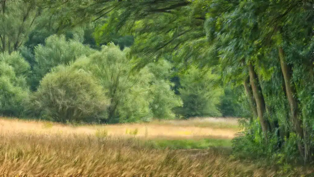 Wiesen im Kalltal Udo Eiche Kopie ergebnis